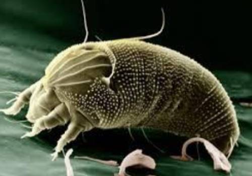 dust mites