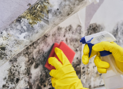 Mold Season in Singapore - How to Protect Your Home