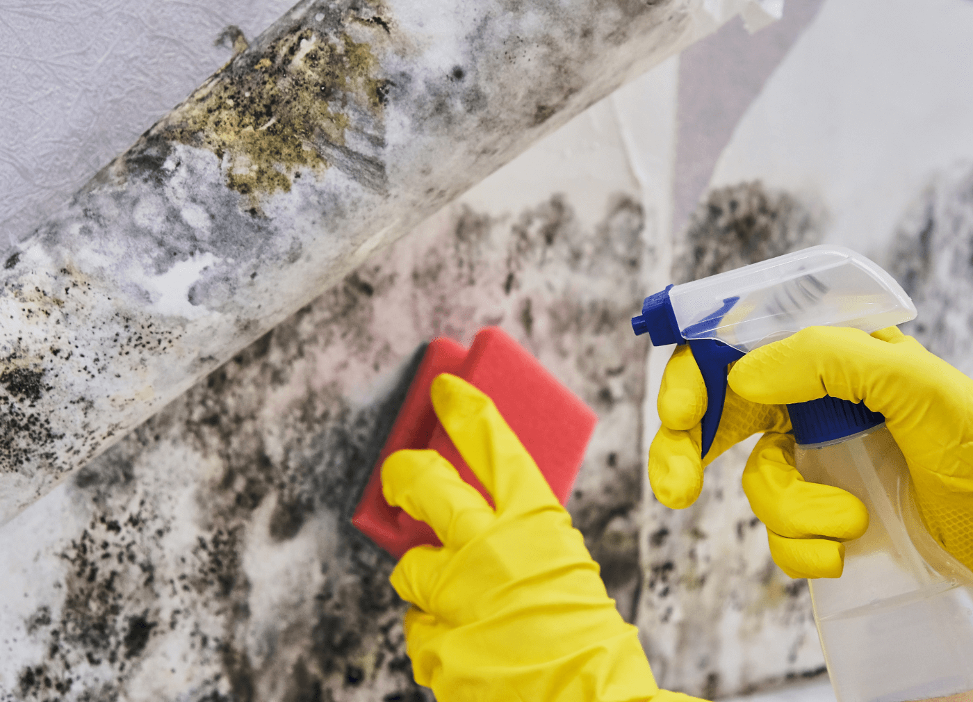 Mold Season in Singapore - How to Protect Your Home