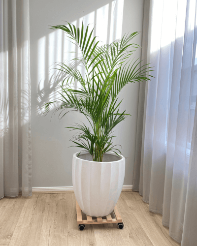 indoor plants