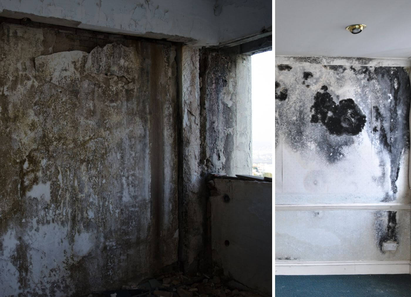 Mold - A Stealthy Intruder with Serious Consequences