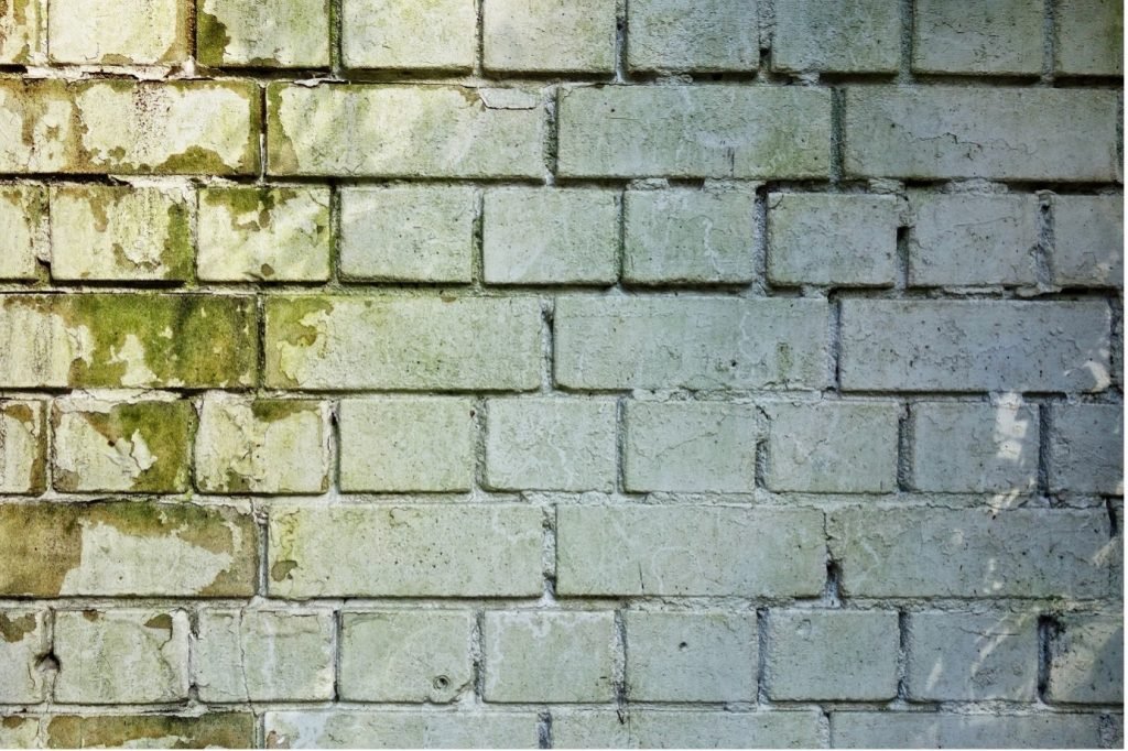 A close-up of a brick wall with green mold growing on it