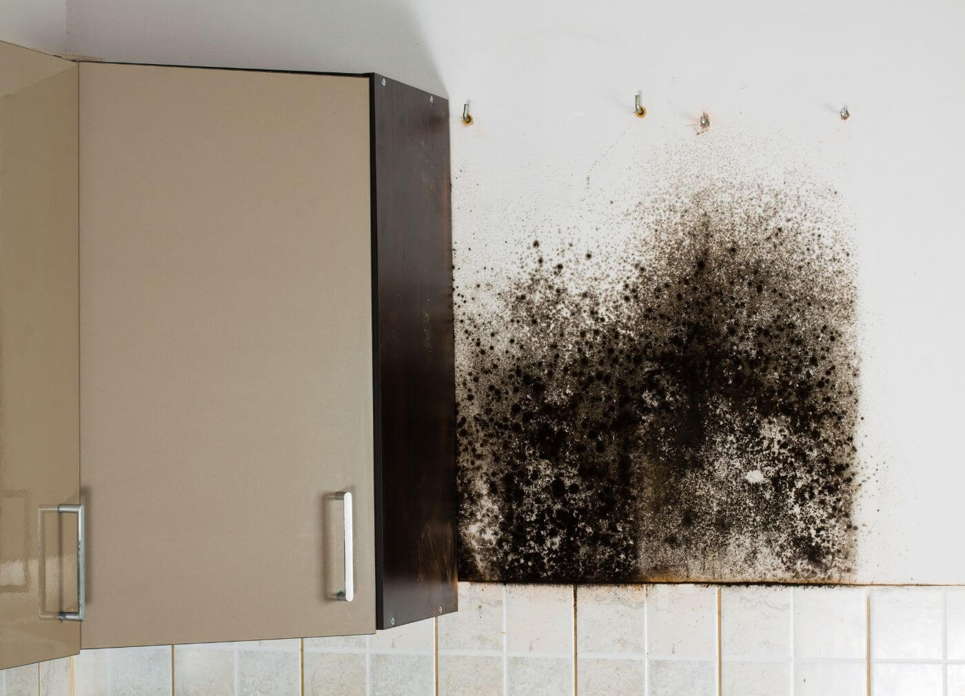 How Mold Affects Your Health and Home Safety