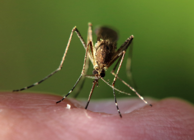How to Get Rid of Mosquitoes in the Room