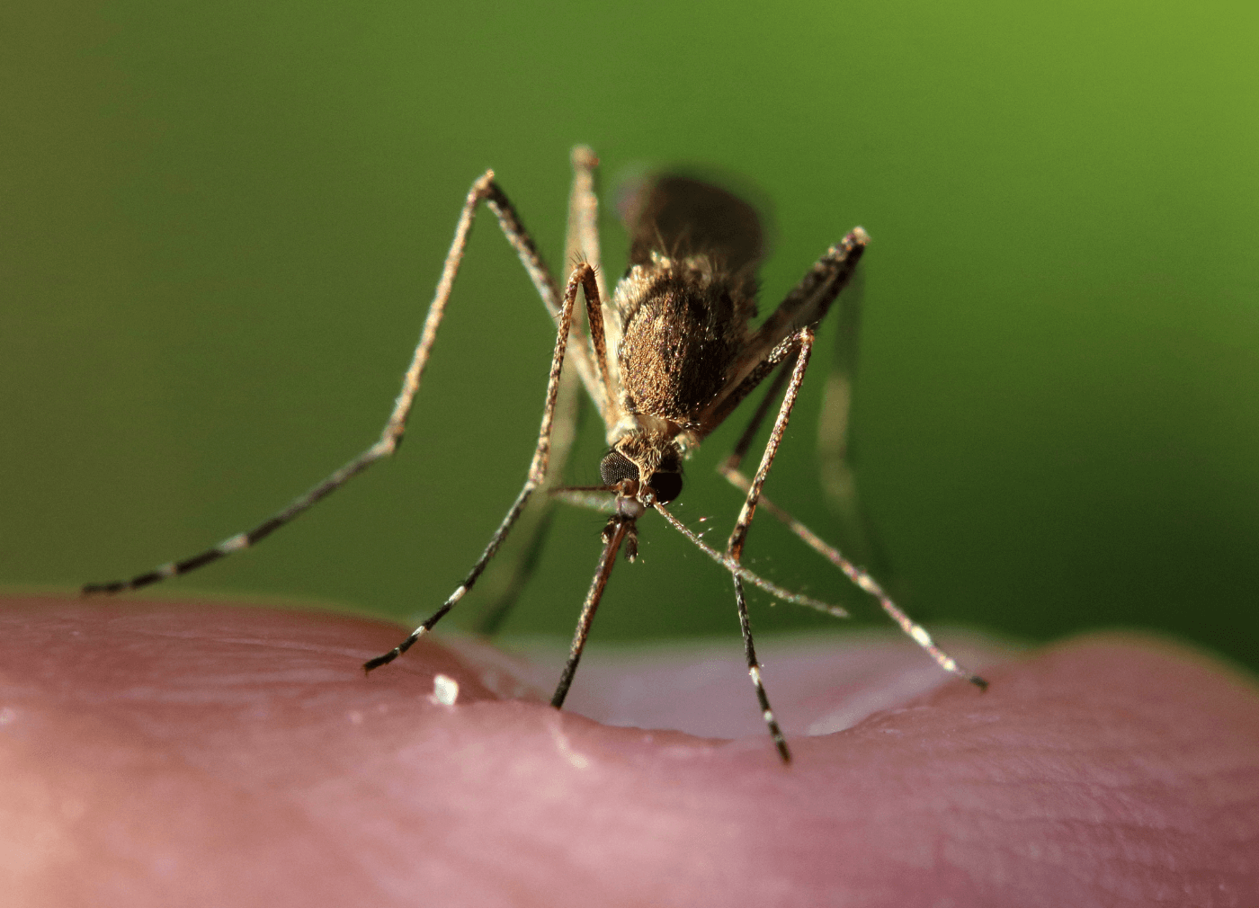 How to Get Rid of Mosquitoes in the Room