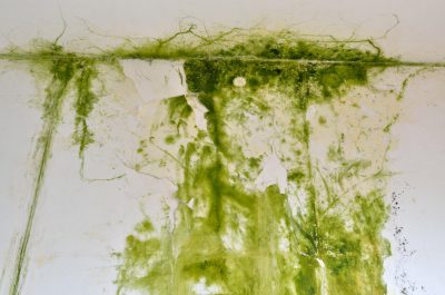 dealing with mold