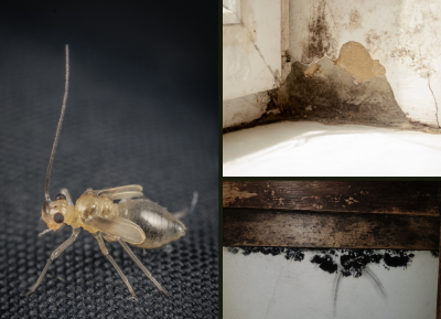 How Mold and Booklice Go Hand in Hand