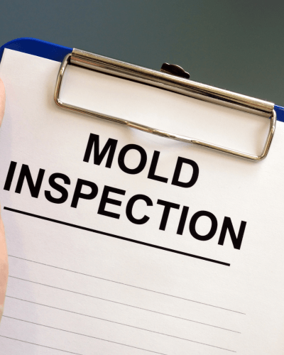 mold inspection