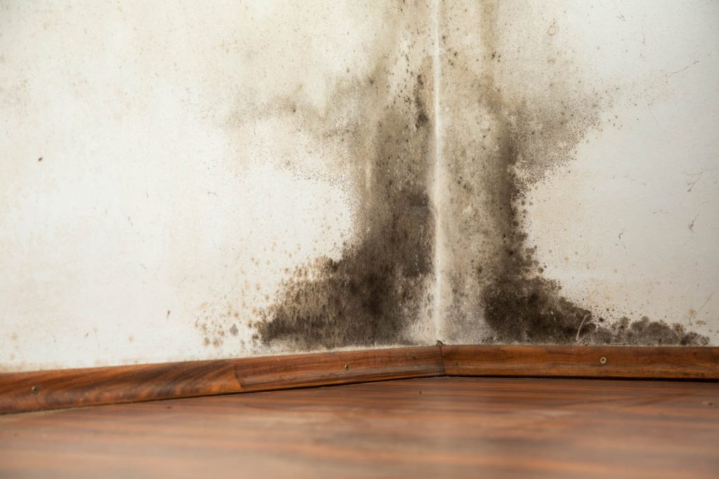 fun facts about mold