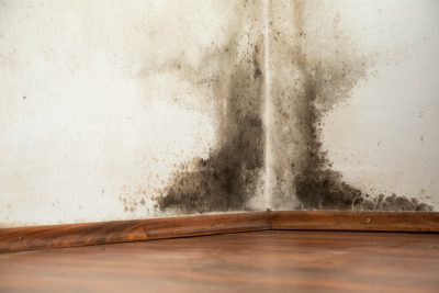 mold fun facts
